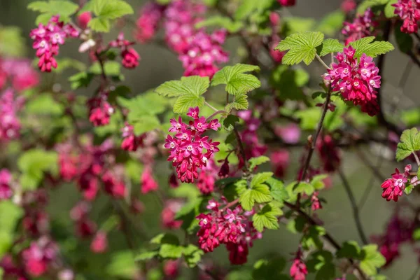 Röd Blommande Vinbär Vancouver Kanada — Stockfoto