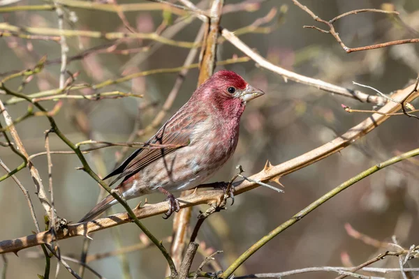 Purple Finch Bird Vancouver Canada — стоковое фото