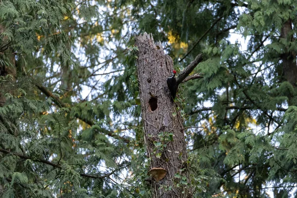 Pileated Woodpecker Nest Vancouver Canada — Fotografia de Stock