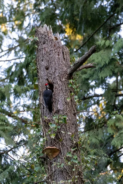 Pileated Woodpecker Nest Vancouver Canada — 스톡 사진