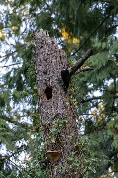 Pileated Woodpecker Nest Vancouver Canada — Photo