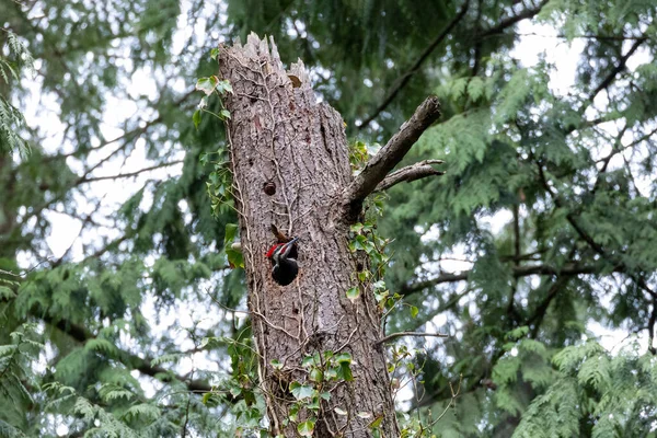 加拿大温哥华不列颠哥伦比亚省的有毛啄木鸟窝 — 图库照片