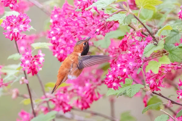 Rufous Koliber Kwiat Vancouver Kanada — Zdjęcie stockowe