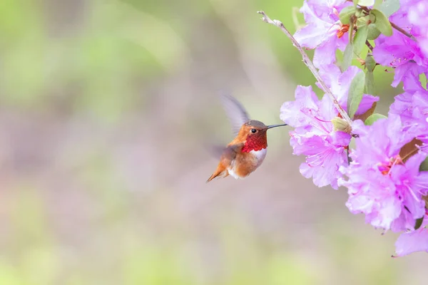 Rufous Hummingbird Flower Vancouver Canada — Foto Stock