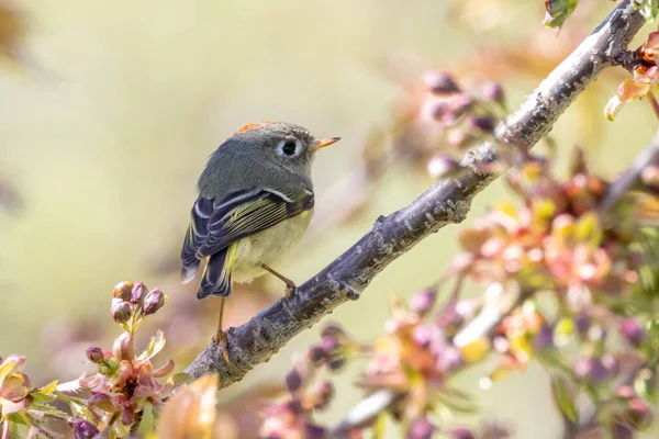 Ruby Gekroond Goudhaantjes Vancouver Canada — Stockfoto