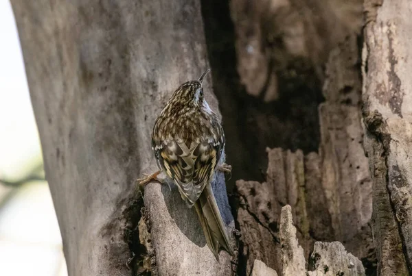 Brown Creeper Nest Vancouver Canada — стокове фото