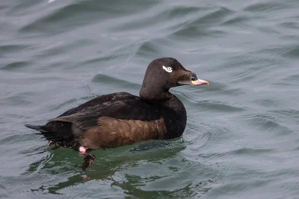 Vancouver Kanada Beyaz Kanatlı Scoter — Stok fotoğraf