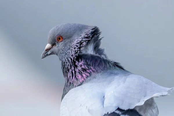 Rock Pigeon Fågel Vid Vancouver Kanada — Stockfoto