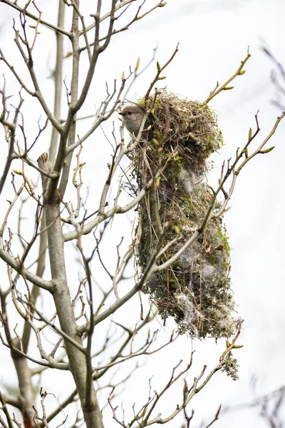 Bushtit Bird Nest Vancouver Canada — Foto de Stock