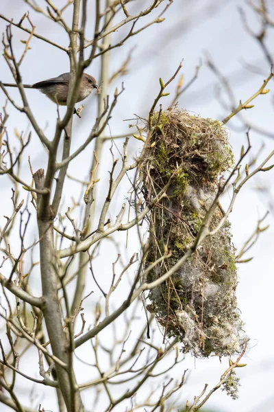 Ptačí Hnízdo Bushtit Vancouveru Canada — Stock fotografie