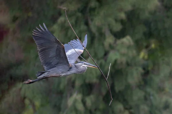 Great Blue Heron Nesting Vancouver Canada — стоковое фото