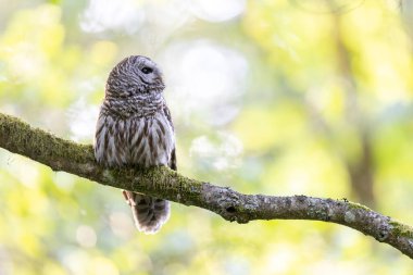 Vancouver BC Kanada 'da yasaklanmış baykuş.