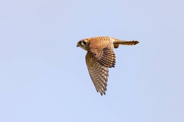 Burnaby BC Kanada 'da uçan Amerikan kerkenez kuşu