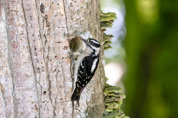 Downy Woodpecker Nest Vancouver Canada — стокове фото