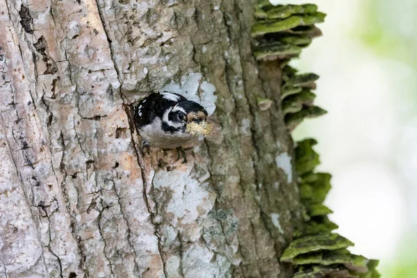 Downy Woodpecker Nest Vancouver Canada — стокове фото