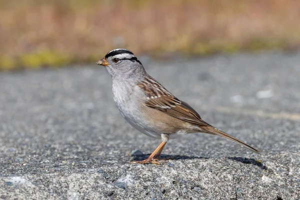 Weißgekrönter Spatz Bei Richmond Canada — Stockfoto