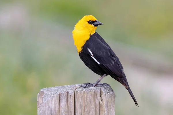 Yellow Headed Blackbird Richmond Canada — Stock Photo, Image