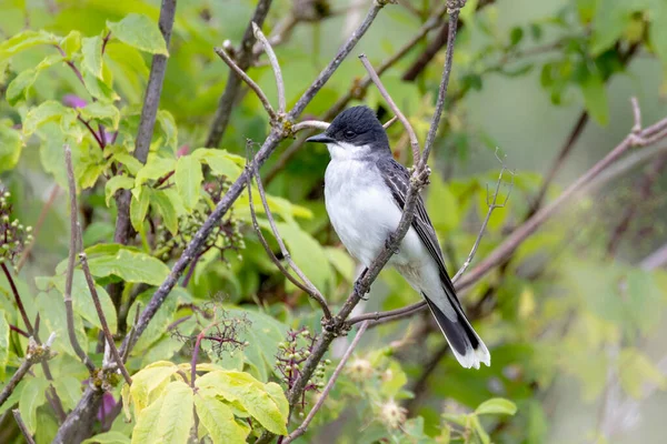 コキットラムの東の鳥 Canada — ストック写真
