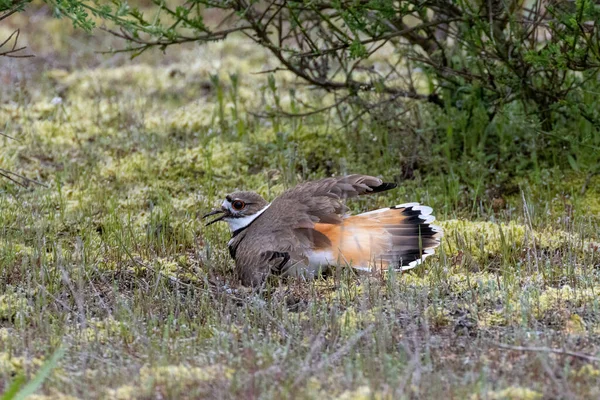 Killdeer バンクーバー カナダで鳥の巣 — ストック写真