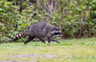 MÖ Richmond Kanada 'da vahşi rakun hayvanı