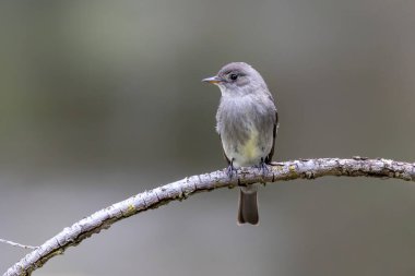 Batı Orman-Pewee kuşu Vancouver BC Kanada 'da