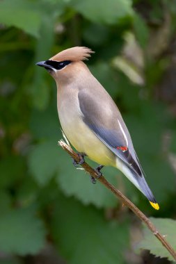 Vancouver BC Kanada 'da sedir kanatlı kuş