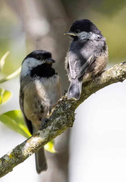 Mésange Capuchon Noir Avec Oisillon Vancouver Canada — Photo