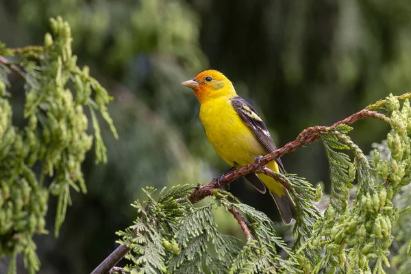 Pássaro Tanager Ocidental Masculino Richmond Canadá — Fotografia de Stock
