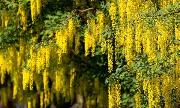 Amarelo Golden Chain Tree Flor Vancouver Brasil — Fotografia de Stock