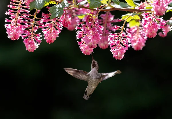 Colibri Anna Femelle Richmond Canada — Photo