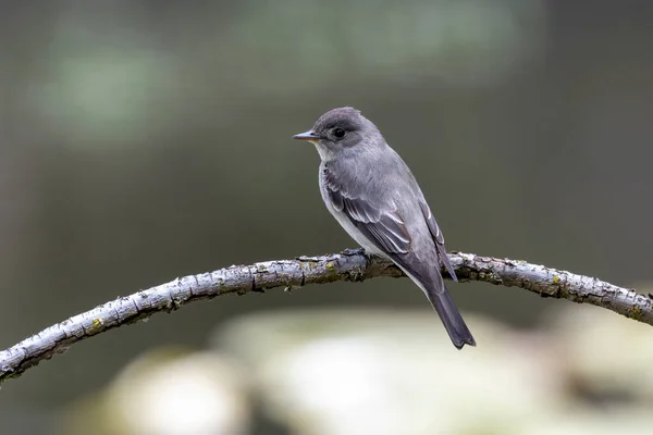 Batı Orman Pewee Kuşu Vancouver Kanada — Stok fotoğraf