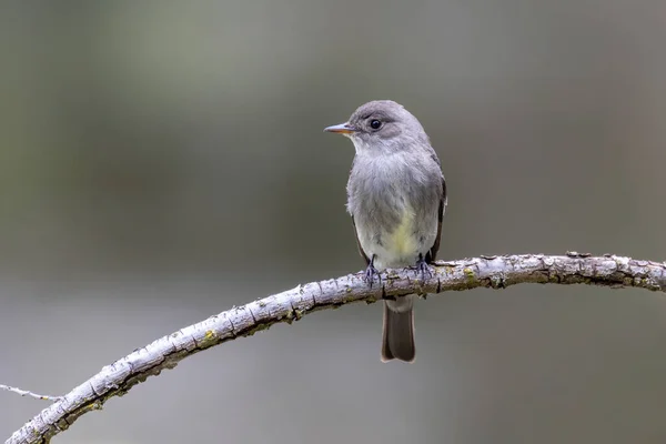 Batı Orman Pewee Kuşu Vancouver Kanada — Stok fotoğraf