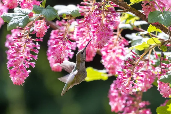 Colibri Anna Femelle Richmond Canada — Photo