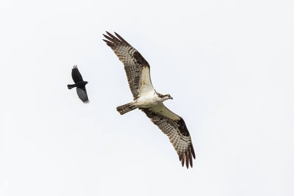 Red Winged Blackbird Chasing Osprey Richmond Canada — Stock Photo, Image