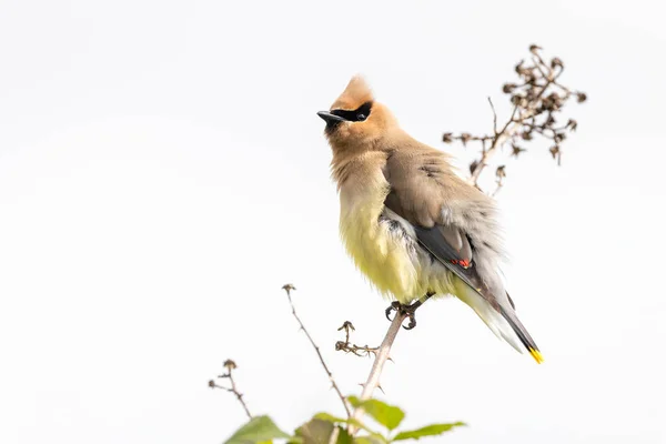 Zedernwachsvogel Bei Vancouver Kanada — Stockfoto