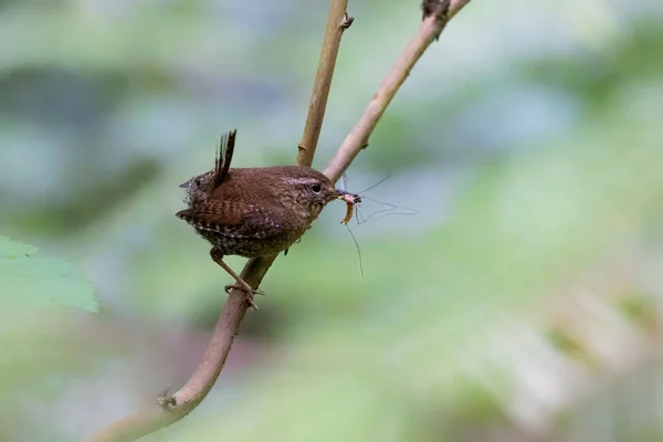 Pacific Wren Bird Vancouver Canada — Fotografia de Stock