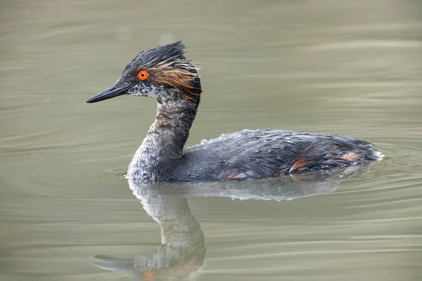 Eared Grebe Breeding Plumage Vancouver Canada — Stock Photo, Image