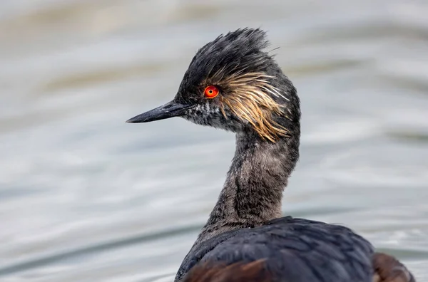 Orejeras Plumaje Reproductores Grebe Vancouver Canadá — Foto de Stock