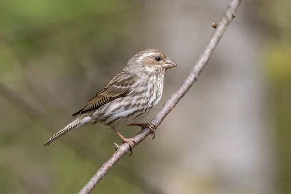 Vrouwtje Paarse Vink Vogel Bij Richmond Canada — Stockfoto