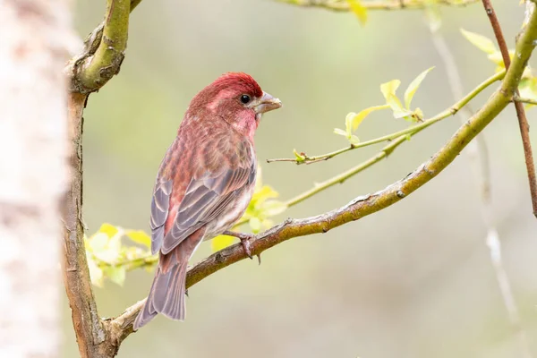 Purple Finch Bird Richmond Kanada — Stockfoto