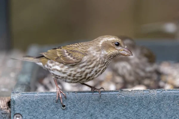 Purpurfinken Weibchen Bei Richmond Canada — Stockfoto