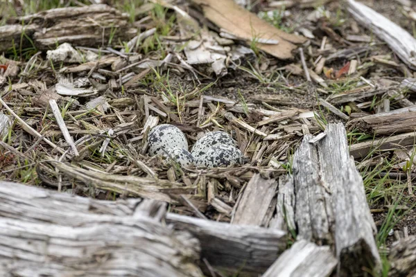 Killdeer Het Nest Van Vogel Vancouver Canada — Stockfoto