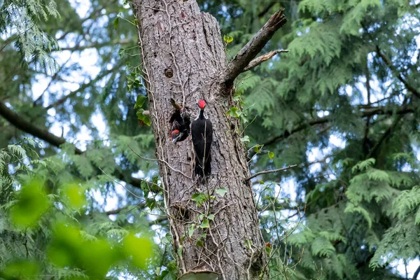加拿大温哥华不列颠哥伦比亚省的有毛啄木鸟窝 — 图库照片