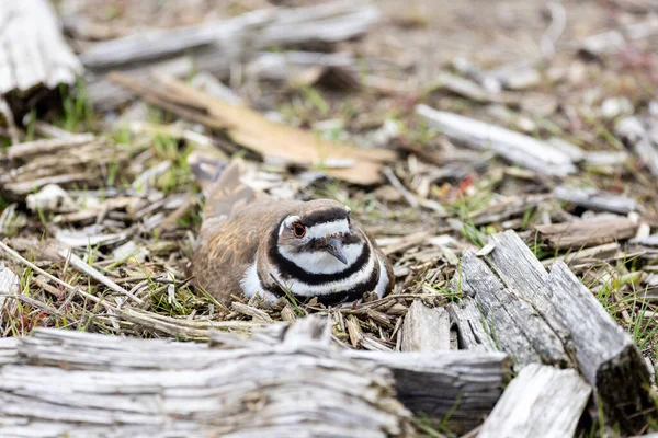 Killdeer Het Nest Van Vogel Vancouver Canada — Stockfoto