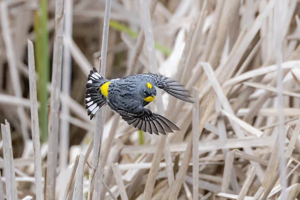 Yellow Rumped Warbler Richmond Canada — Stock Photo, Image