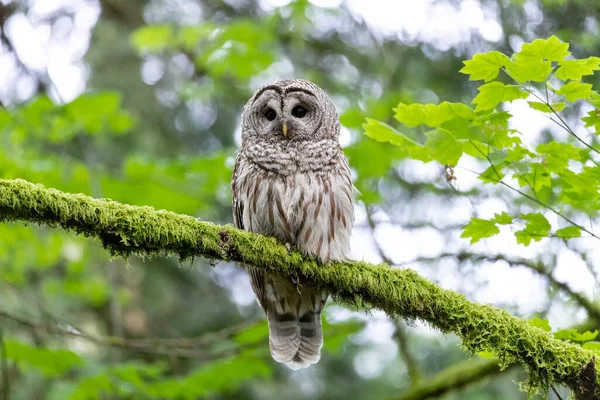 Uccello Gufo Sbarrato Vancouver Canada — Foto Stock