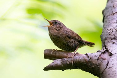 Pasifik kırlangıç kuşu BC Vancouver Kanada 'da