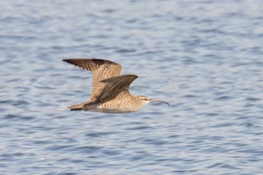 Vancouver BC Kanada 'da kıyı kuşu vızıltısı