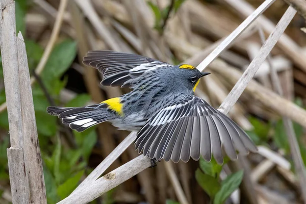 Amarelo Rumped Warbler Richmond Canadá — Fotografia de Stock