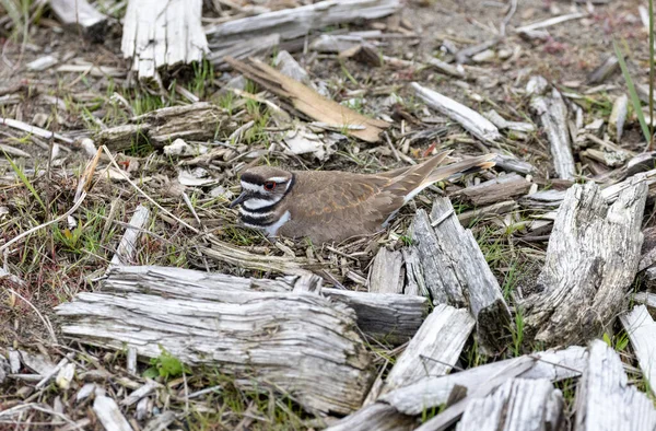 Kildeer Kuş Yuvası Vancouver Kanada — Stok fotoğraf